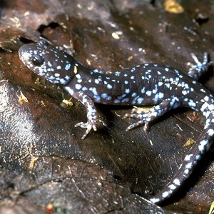 blue spotted salamander