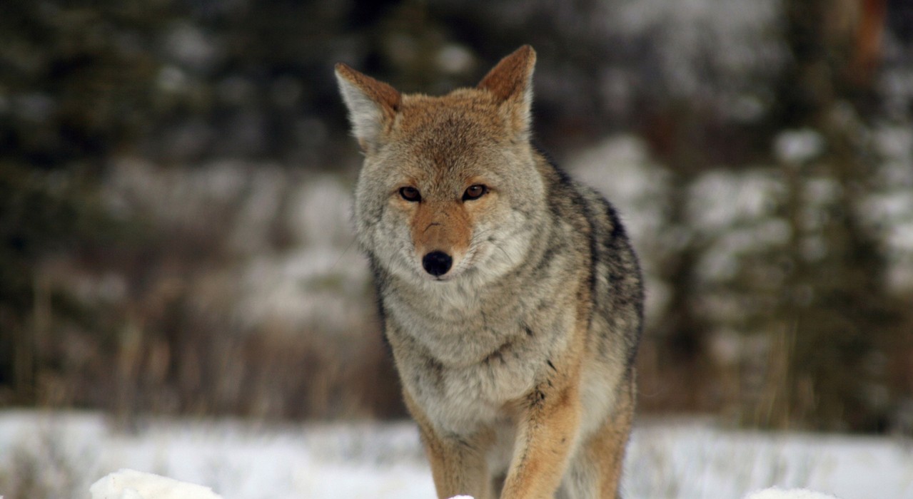 young-coyote-1400387-1279x852