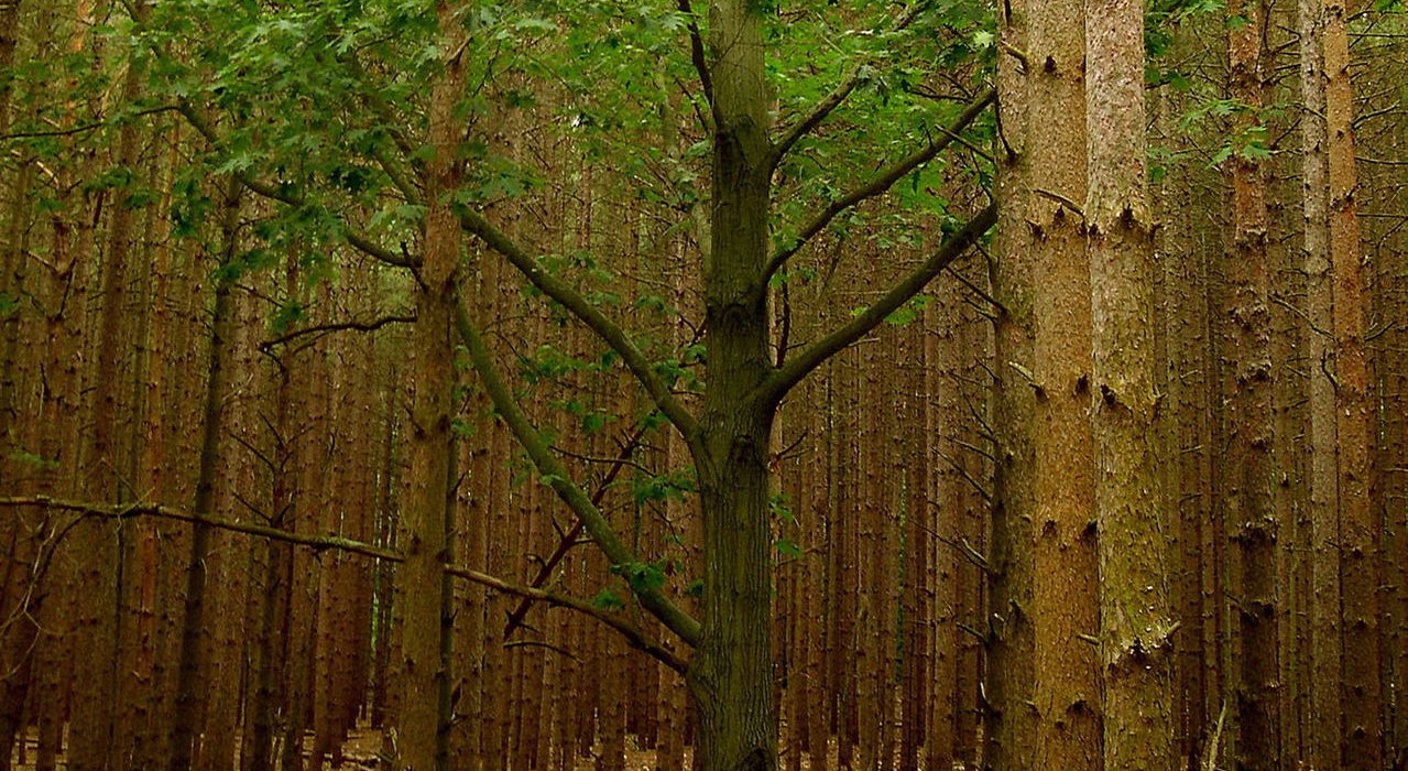 michigan-forest-1-1528874-1279x934