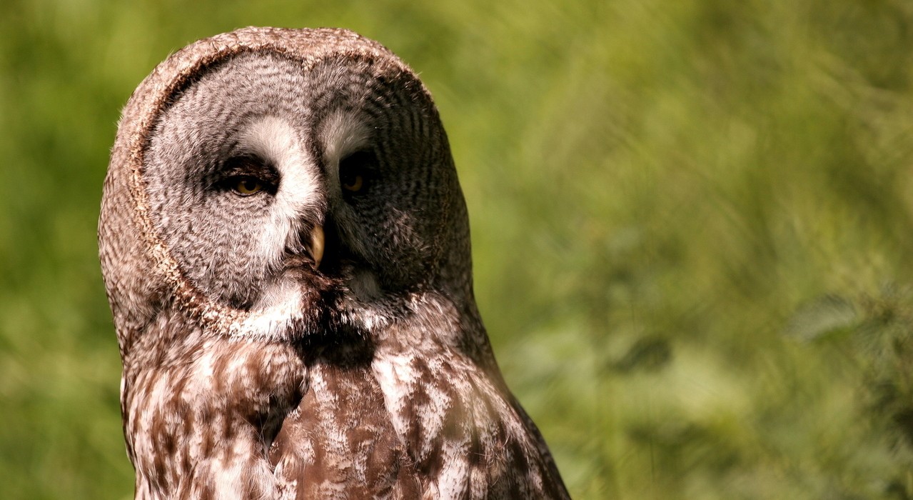 great-grey-owl-2-1354201-1279x852