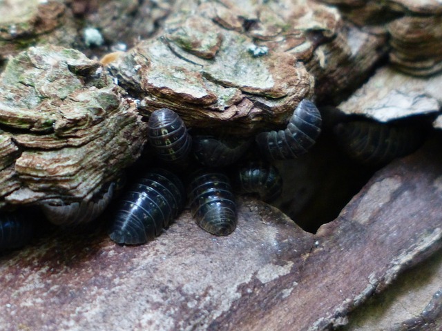 woodlice-g0991039bd_640