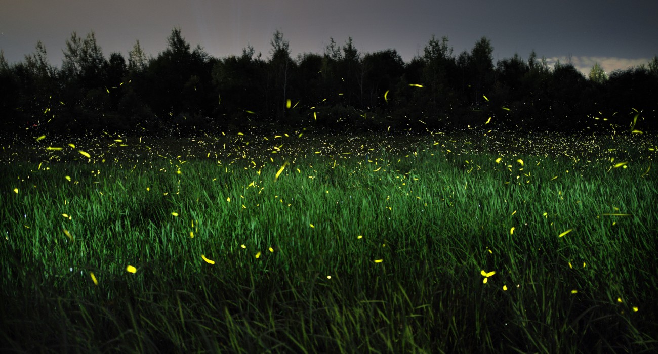 fireflies group