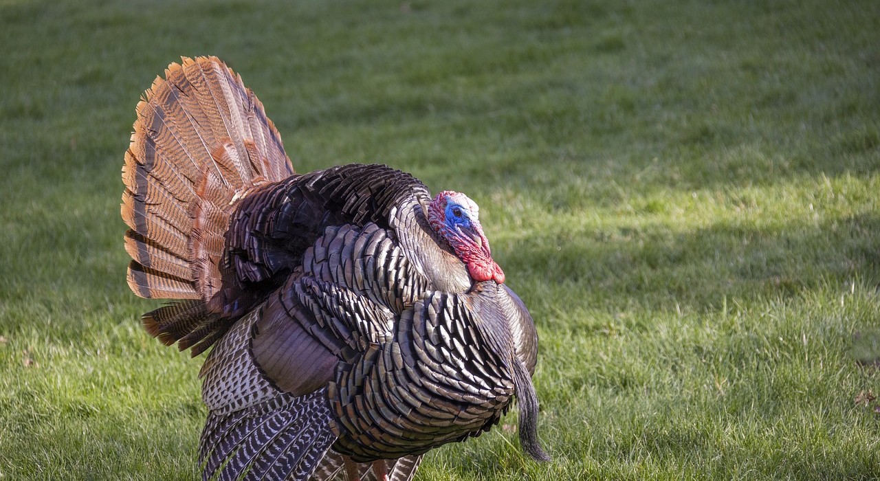 turkey_1280