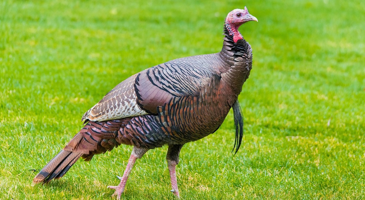 wild-turkey-5850885_1280
