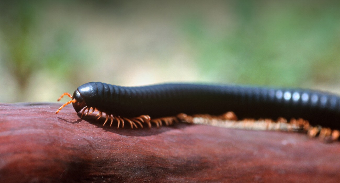 giant_millipede