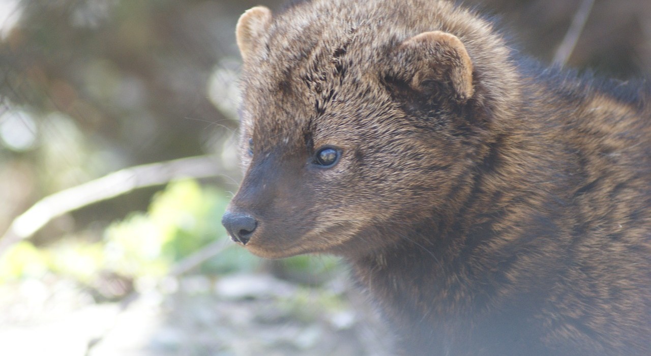fisher-3446510_1280