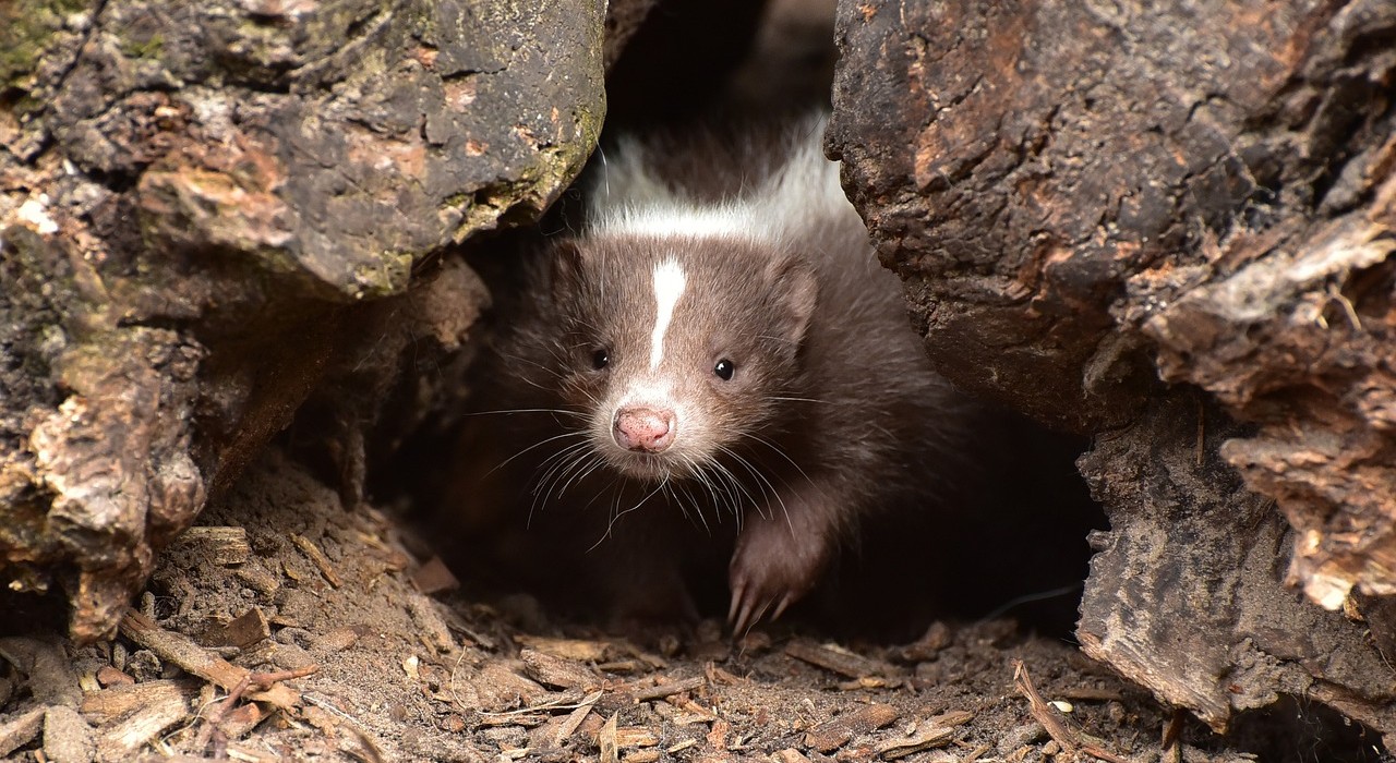skunk-853084_1280