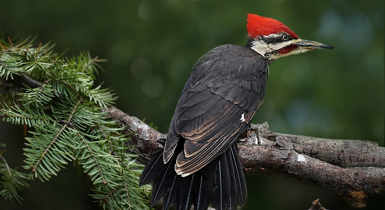 pileated-woodpecker-3537684_1280