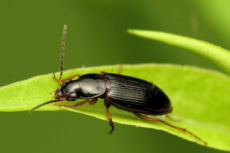 ground-beetles