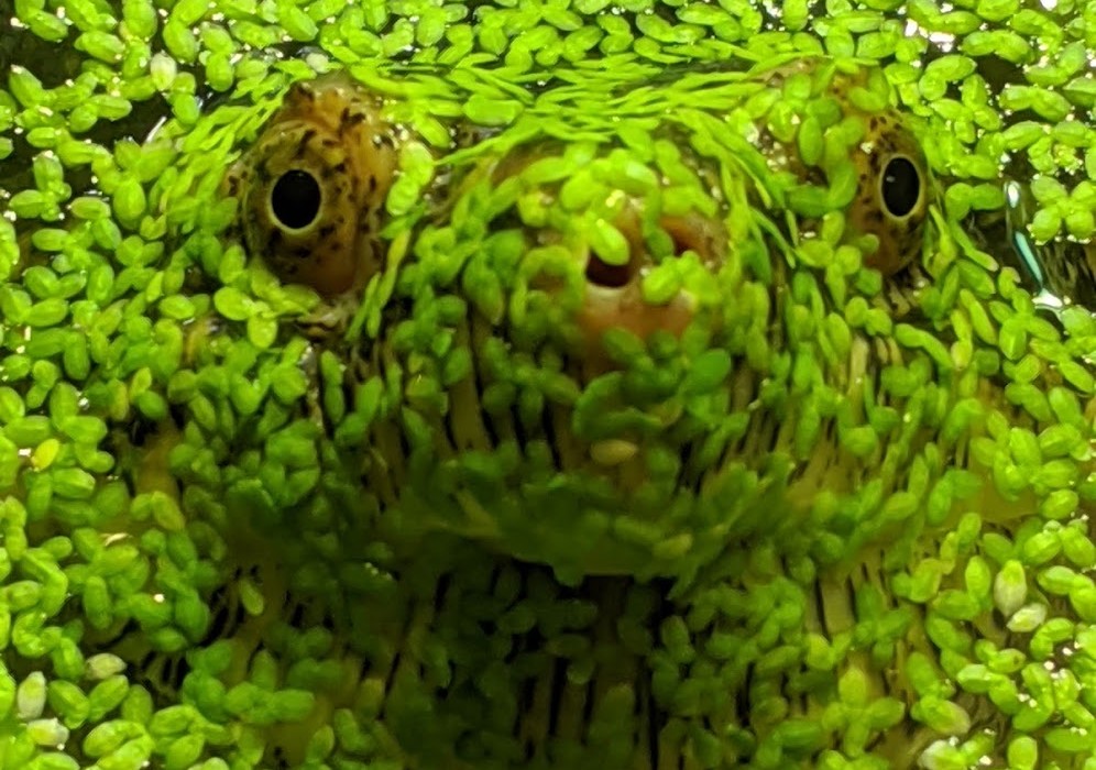 Shelldon face in duck weed