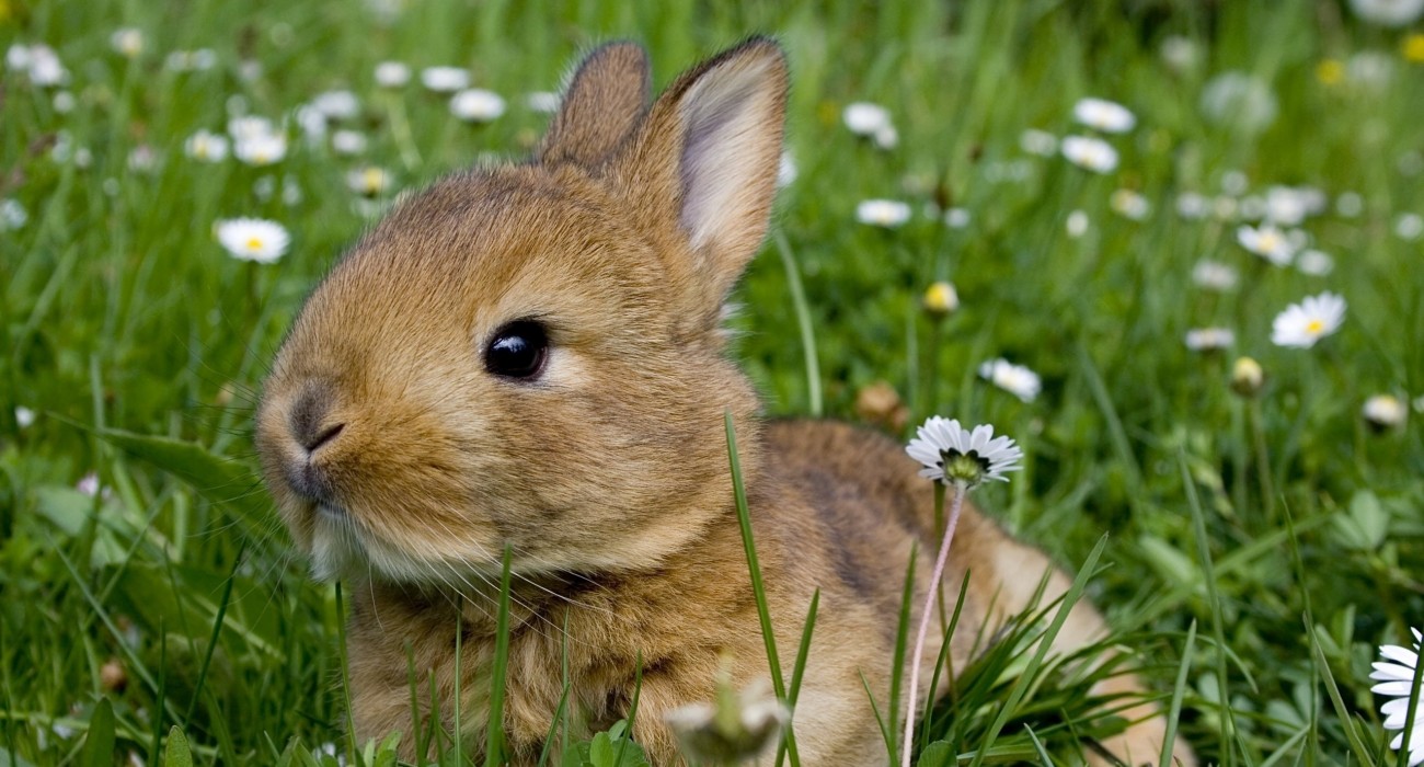 bunny