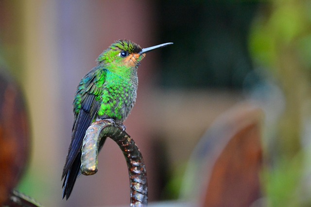 costa-rica-4030774_640