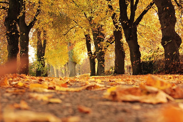 trees-1789120_640