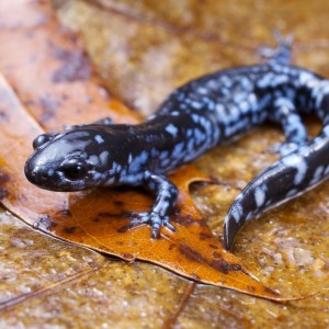 blue_salamander