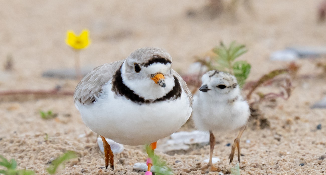 Mrs Pink Plover and new chick