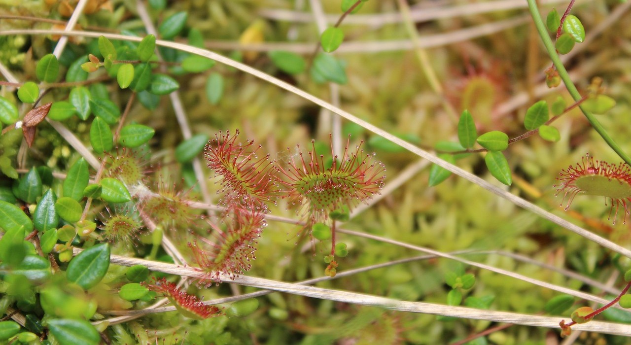 skovpallemand-nature-3343239_1280