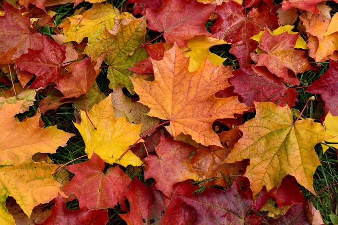 fall leaves
