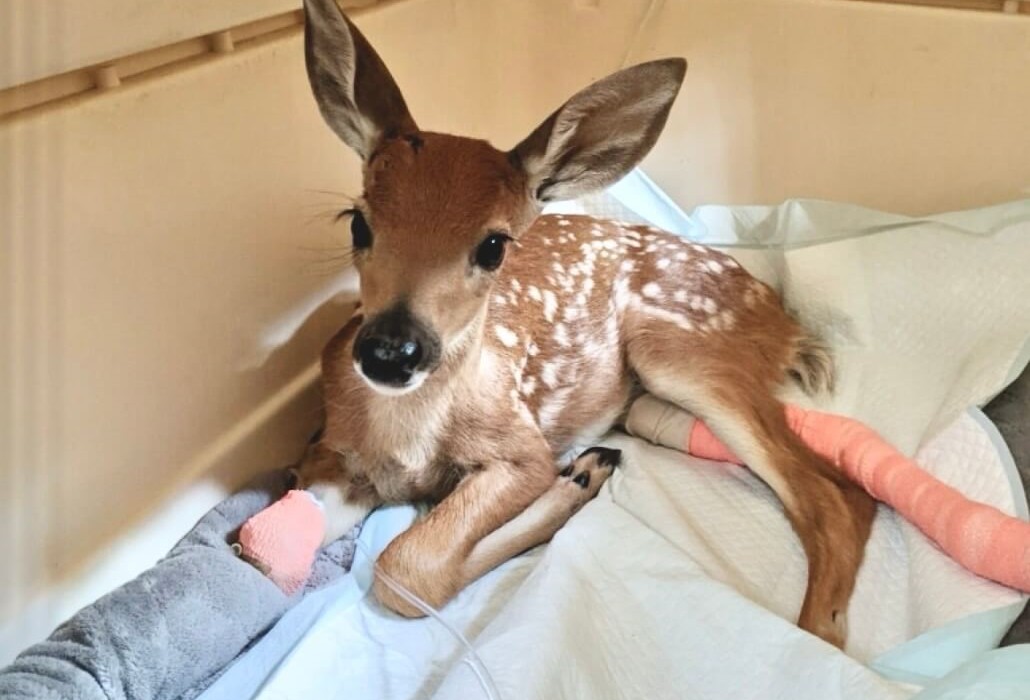 fawn