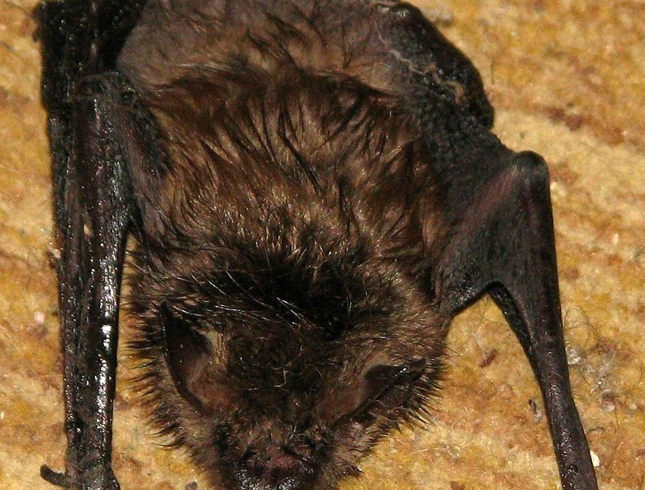 bernell-little-brown-bat-1543474_1280